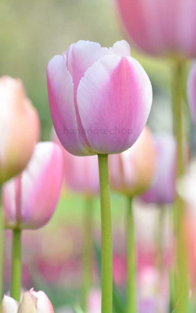 チューリップ オリオールズ｜花の手帖のチューリップ図鑑