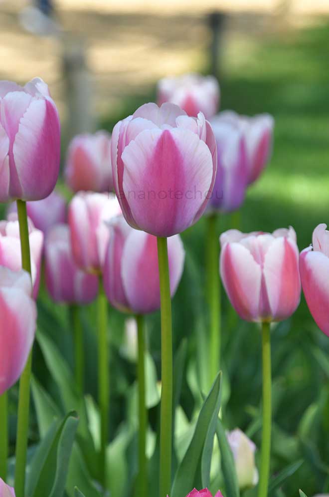 チューリップ ｜花の手帖のチューリップ図鑑