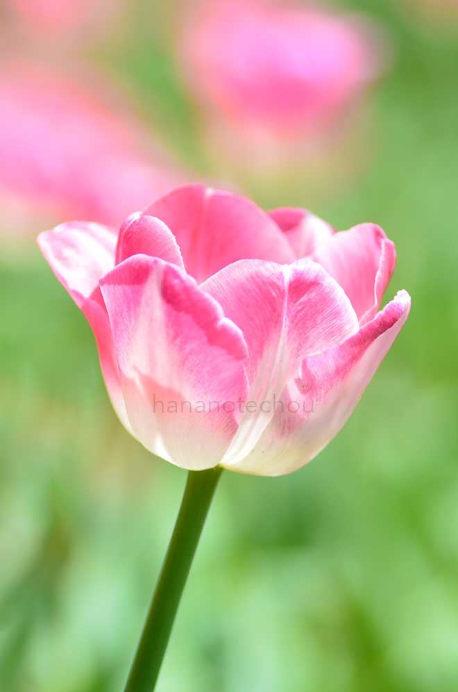 チューリップ ページポルカ｜花の手帖のチューリップ図鑑