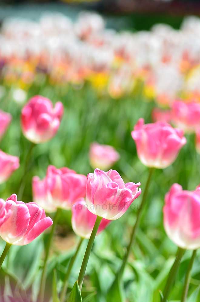 チューリップ ページポルカ｜花の手帖のチューリップ図鑑