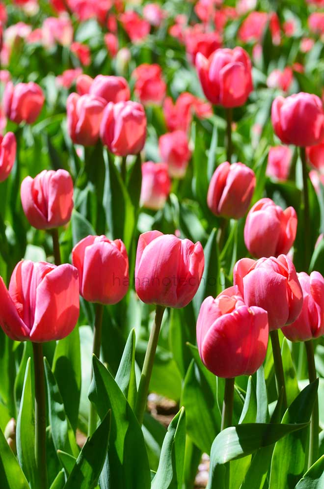 チューリップ ピンク カップ｜花の手帖のチューリップ図鑑