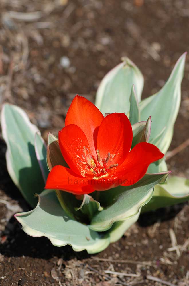 チューリップ プライスタンス ユニカム｜花の手帖のチューリップ図鑑