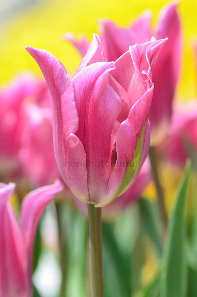 チューリップ プリティレディ｜花の手帖のチューリップ図鑑