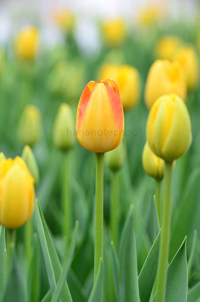 チューリップ プリンスアーミン｜花の手帖のチューリップ図鑑