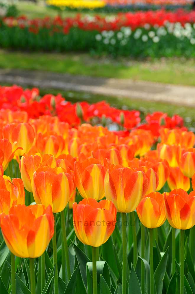 チューリップ プリンスアーミン｜花の手帖のチューリップ図鑑