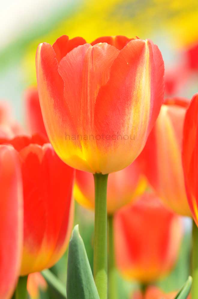 チューリップ プリンス クラウス｜花の手帖のチューリップ図鑑