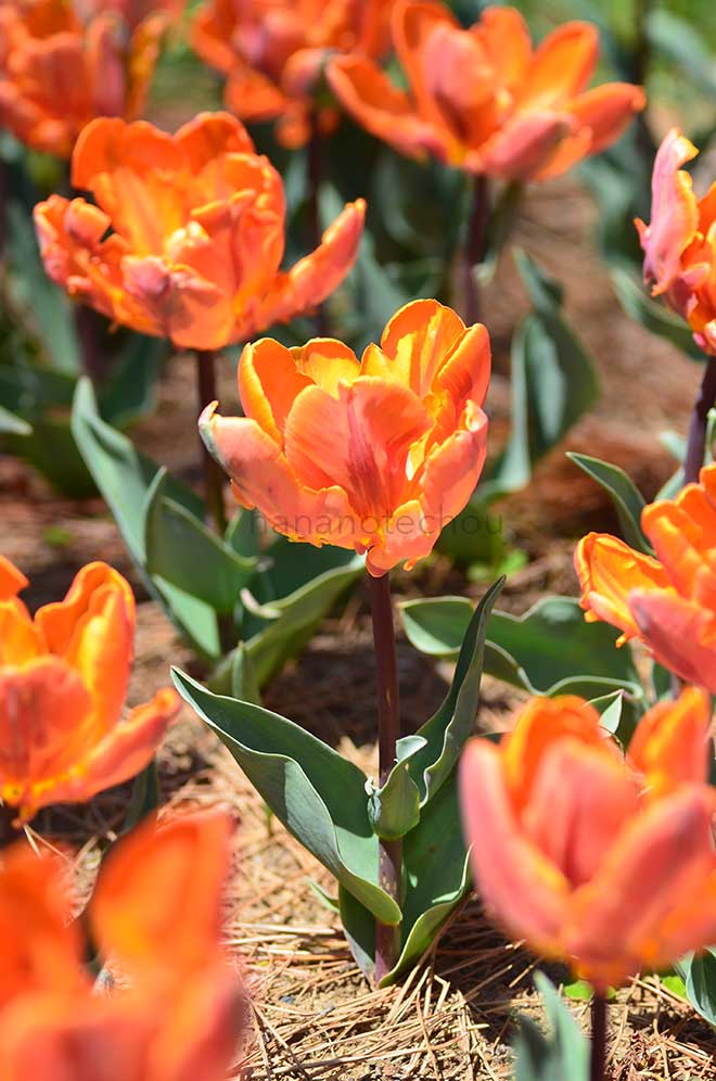 チューリップ プリンセス イレーネ パーロット｜花の手帖のチューリップ図鑑