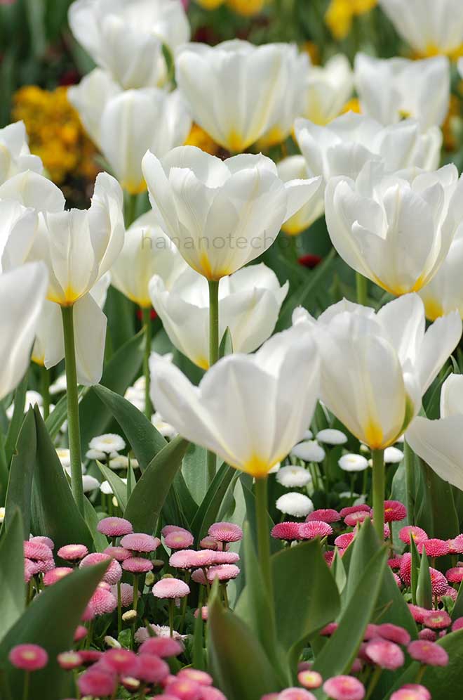 チューリップ プリシマ｜花の手帖のチューリップ図鑑