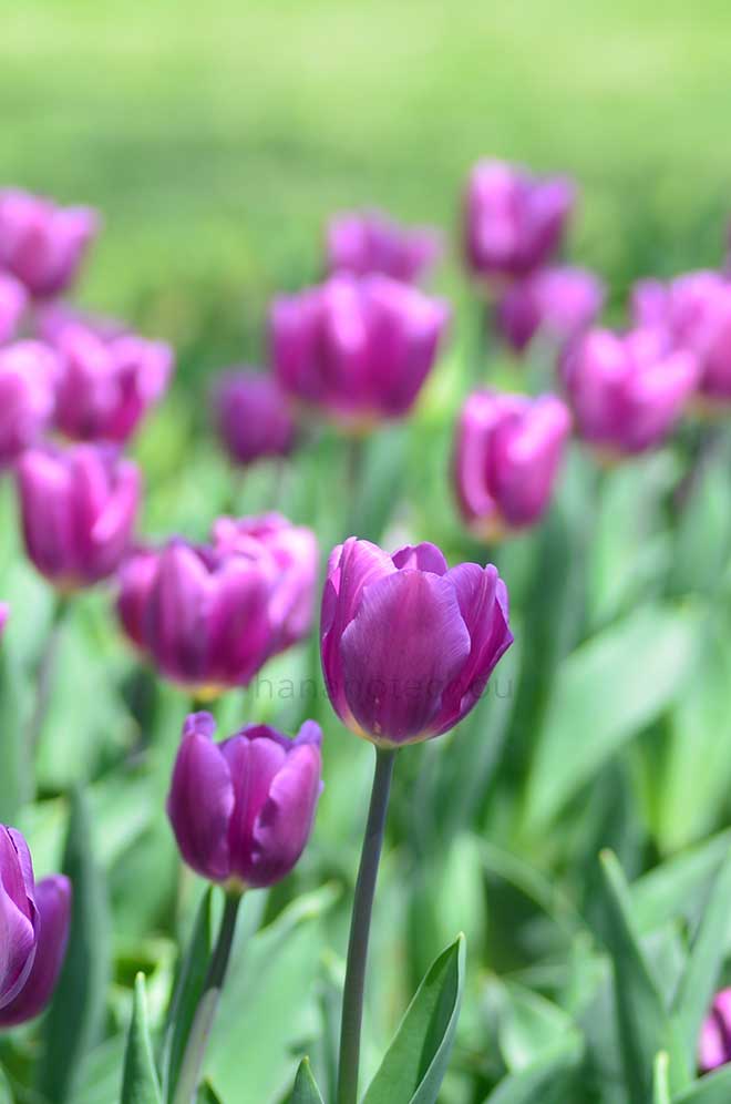 チューリップ パープルフラッグ｜花の手帖のチューリップ図鑑