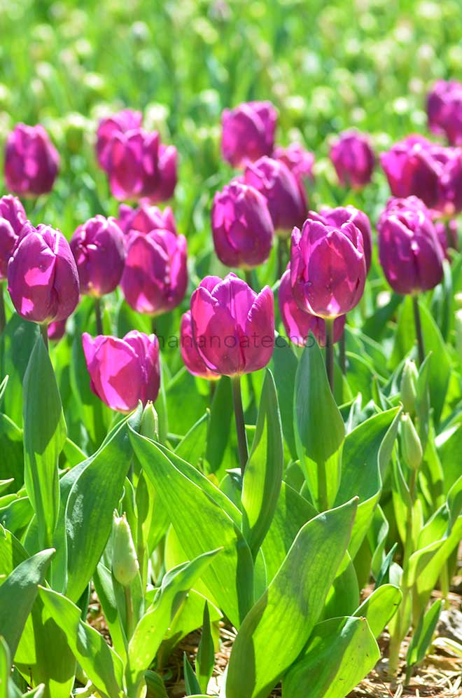 チューリップ パープルプリンス｜花の手帖のチューリップ図鑑