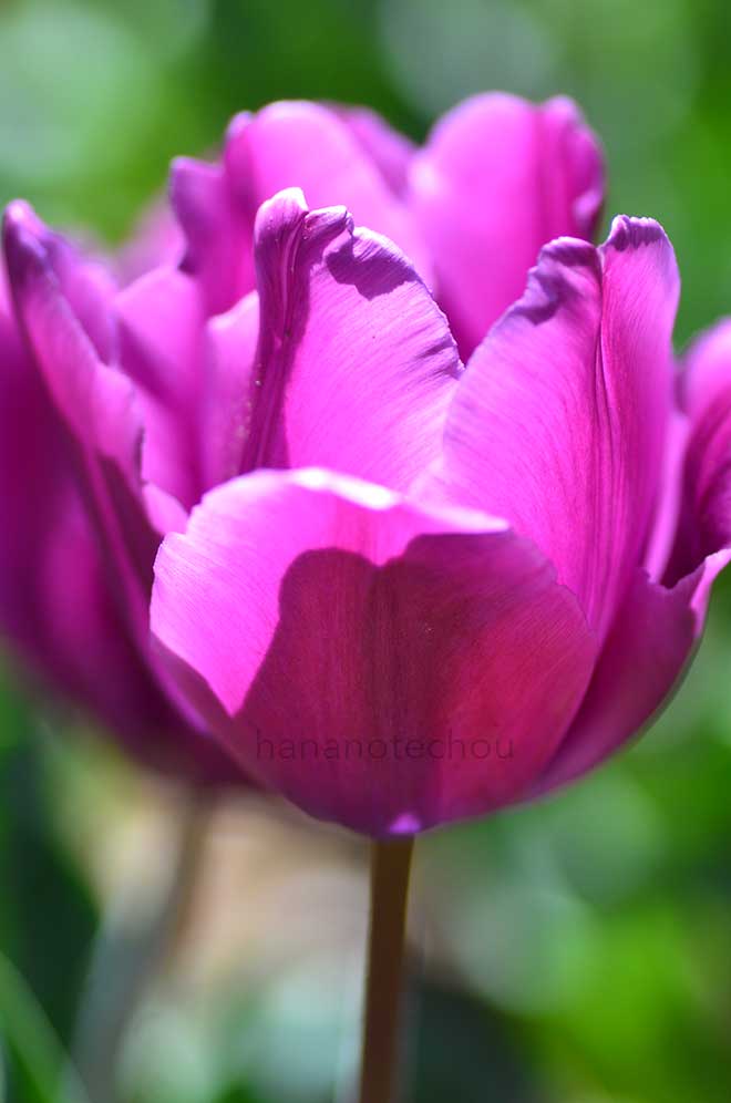 チューリップ パープル レイン｜花の手帖のチューリップ図鑑