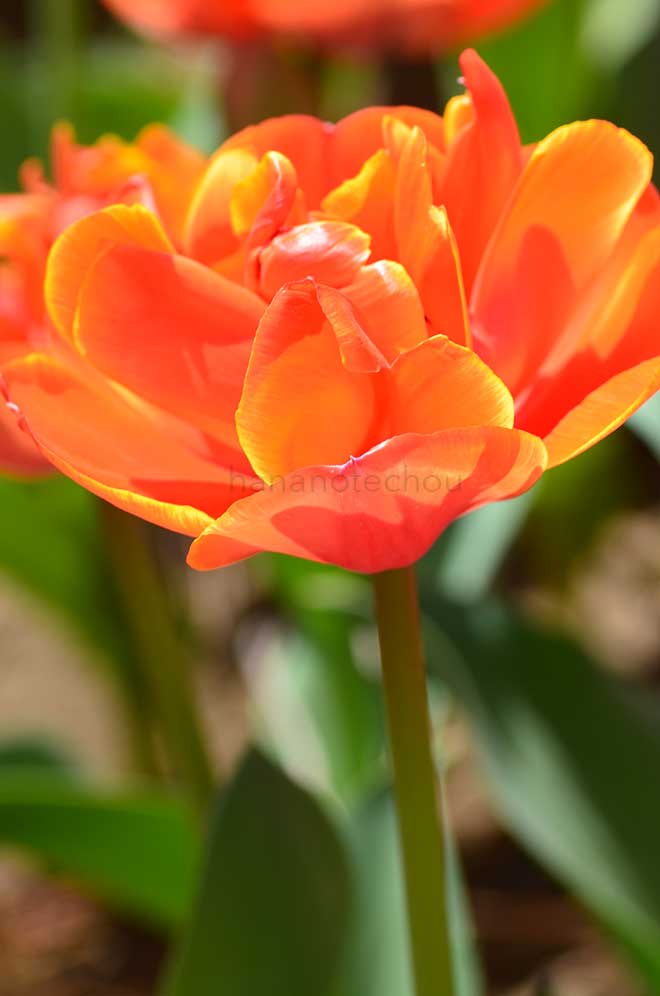 チューリップ クイーンズデイ｜花の手帖のチューリップ図鑑