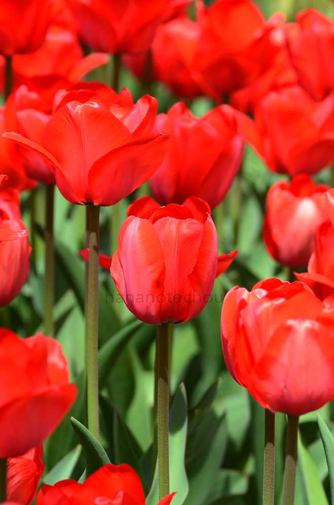 チューリップ レッド インプレッション|花の手帖のチューリップ図鑑