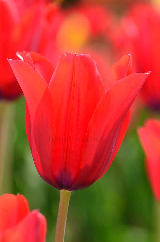 チューリップ レッドシャイン｜花の手帖のチューリップ図鑑