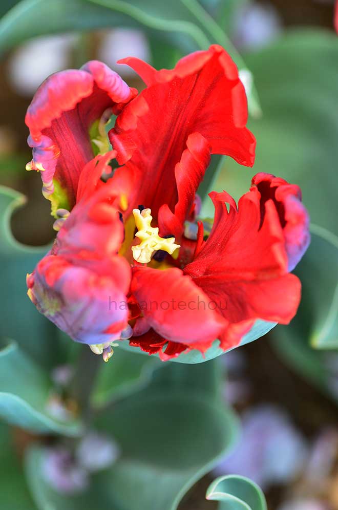 チューリップ ロココ｜花の手帖のチューリップ図鑑