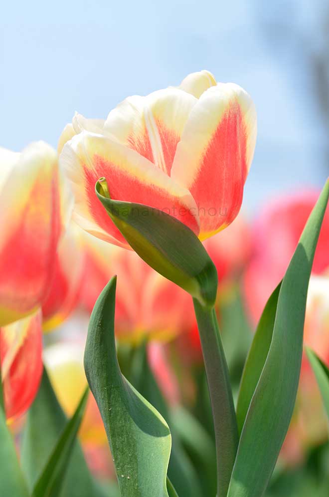 チューリップ ローマン エンパイヤー｜花の手帖のチューリップ図鑑