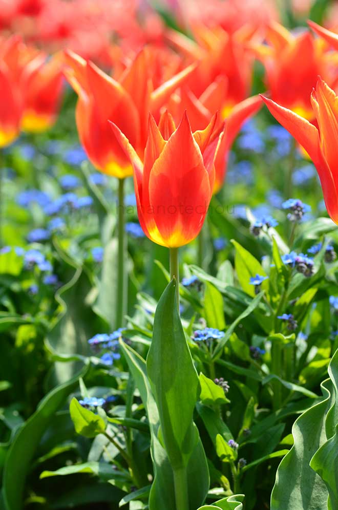 チューリップ ロイヤル デザイン｜花の手帖のチューリップ図鑑