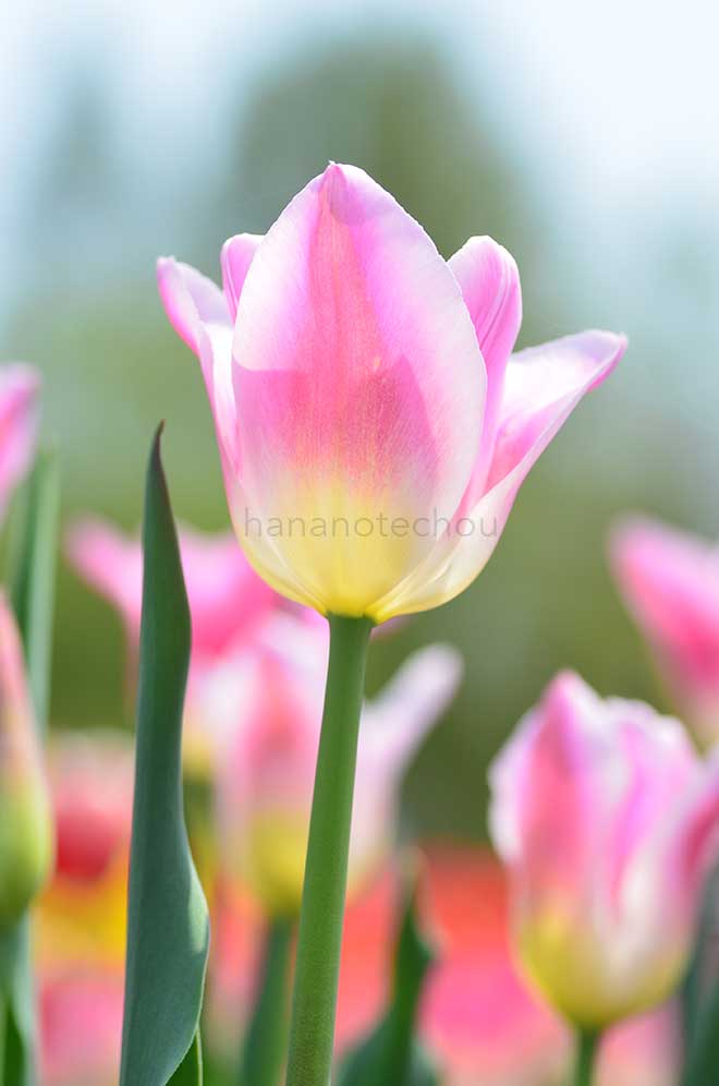 チューリップ ロイヤル テン｜花の手帖のチューリップ図鑑