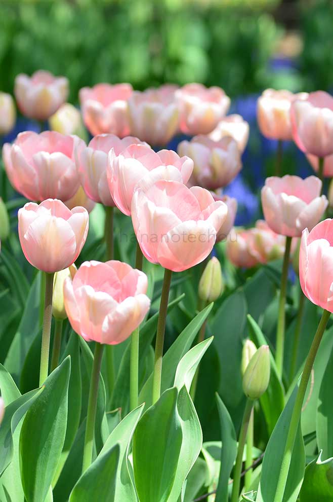 チューリップ サーモン インプレッション｜花の手帖のチューリップ図鑑