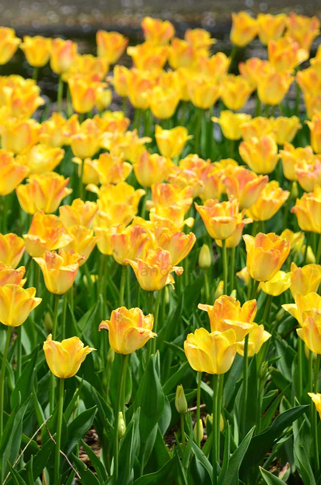 チューリップ サーモンダイナスティ｜花の手帖のチューリップ図鑑