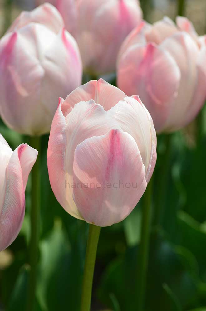 チューリップ サーモン ファン アイク｜花の手帖のチューリップ図鑑