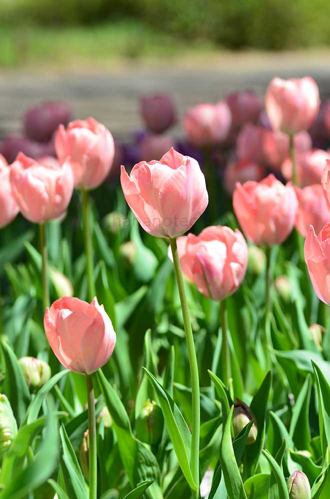 チューリップ サーモン ファン アイク｜花の手帖のチューリップ図鑑