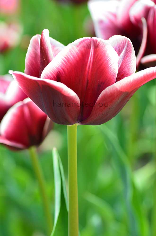 チューリップ シモン｜花の手帖のチューリップ図鑑