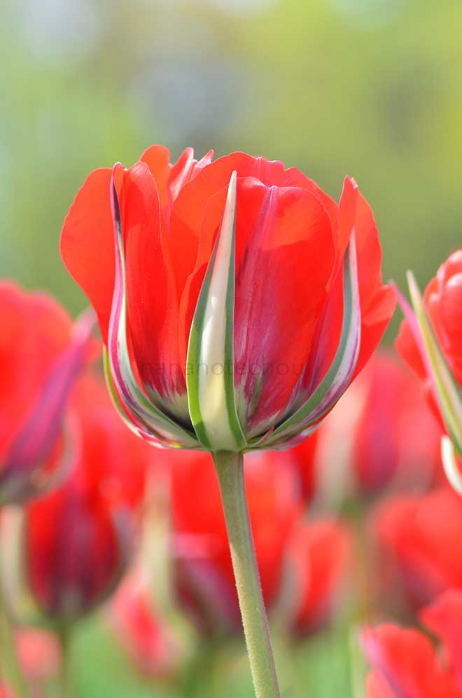 チューリップ 新拓｜花の手帖のチューリップ図鑑