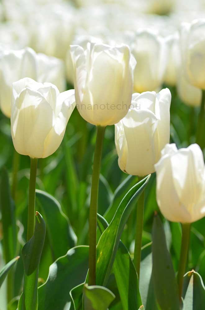 チューリップ スノーボード｜花の手帖のチューリップ図鑑