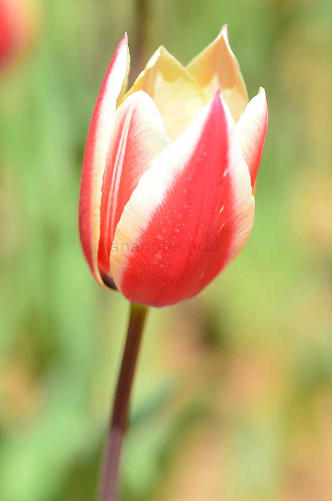 チューリップ スプリング サプライズ｜花の手帖のチューリップ図鑑