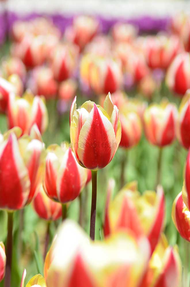 チューリップ スプリング サプライズ｜花の手帖のチューリップ図鑑