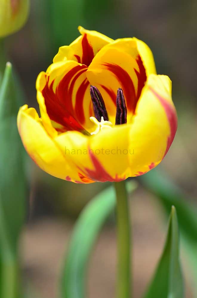 チューリップ ストライプドベロナ｜花の手帖のチューリップ図鑑