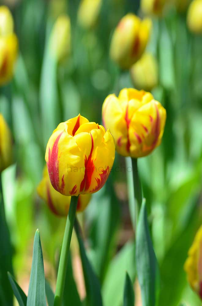 チューリップ ストライプドベロナ｜花の手帖のチューリップ図鑑