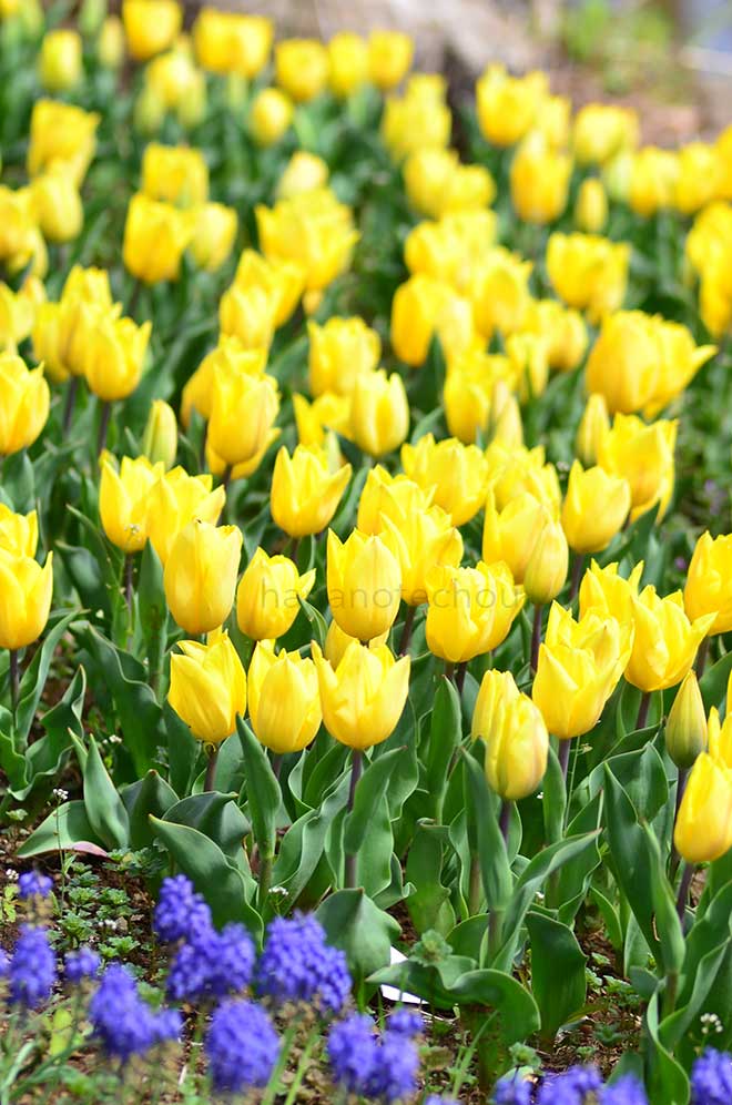 チューリップ ストロング ゴールド｜花の手帖のチューリップ図鑑