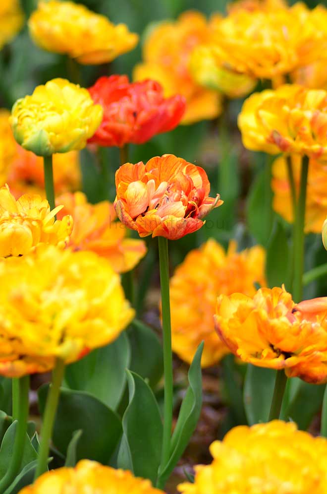 チューリップ サンラバー｜花の手帖のチューリップ図鑑