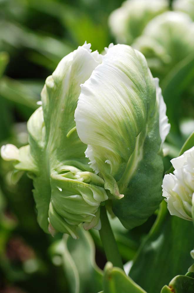 チューリップ スーパー パーロット｜花の手帖のチューリップ図鑑