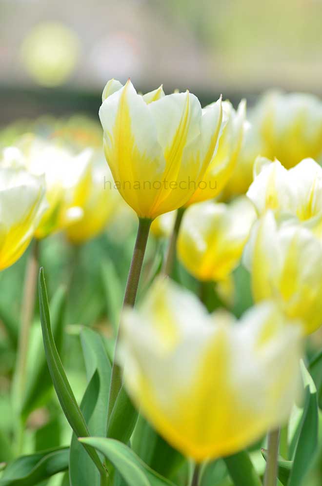 チューリップ スウィートハート｜花の手帖のチューリップ図鑑