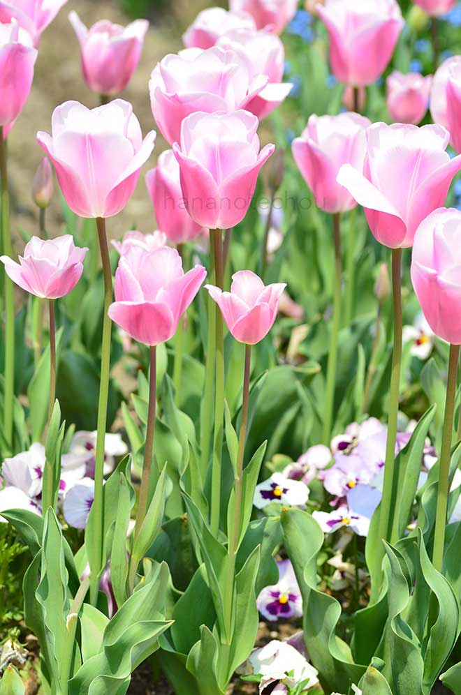 チューリップ スウィンギングワールド｜花の手帖のチューリップ図鑑