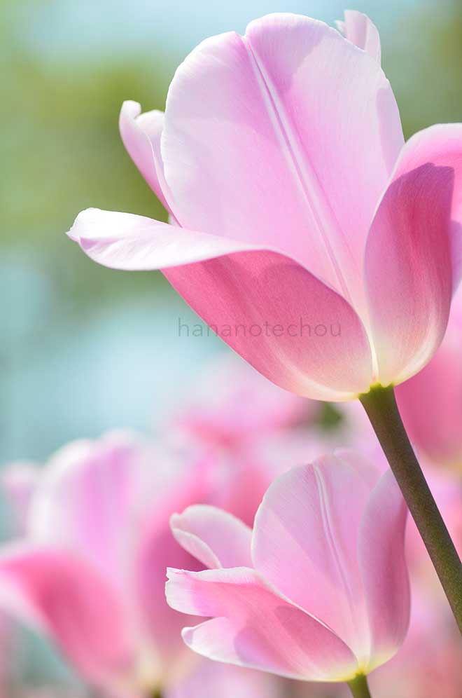 チューリップ スウィンギングワールド｜花の手帖のチューリップ図鑑