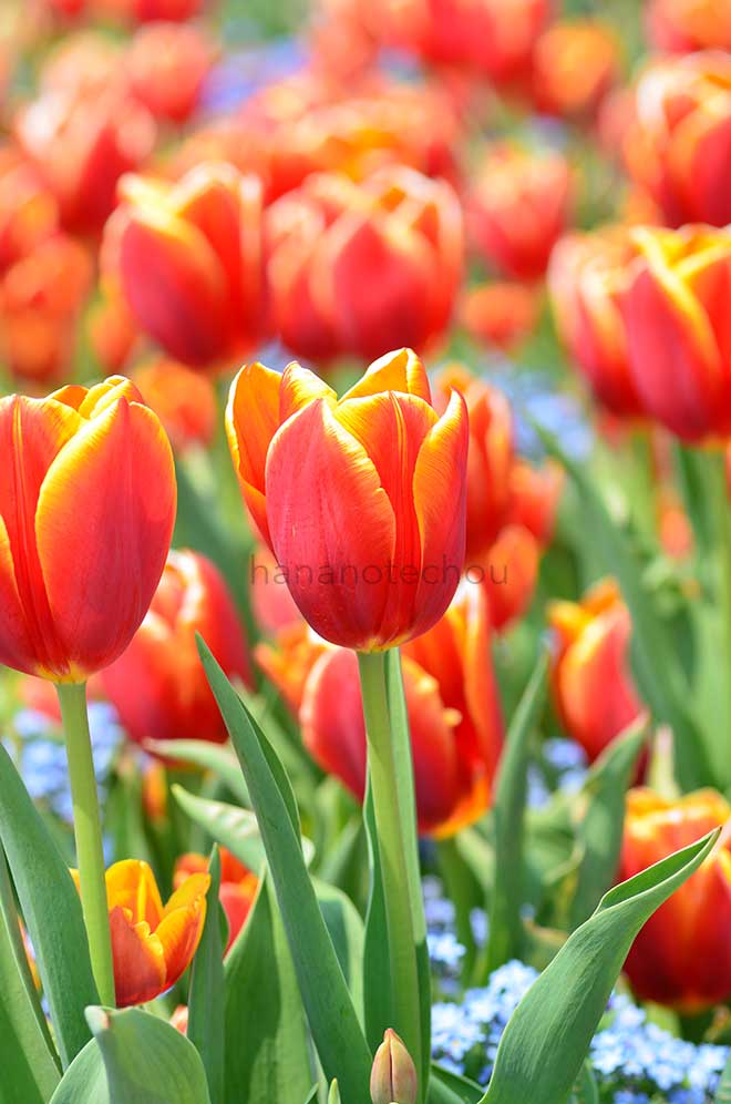 チューリップ 玉鬘｜花の手帖のチューリップ図鑑