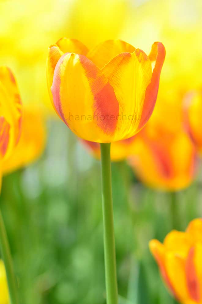 チューリップ ザ グレゴール ミズノ｜花の手帖のチューリップ図鑑