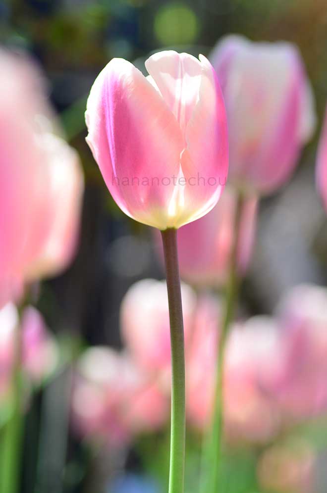 チューリップ タイスブーツ｜花の手帖のチューリップ図鑑