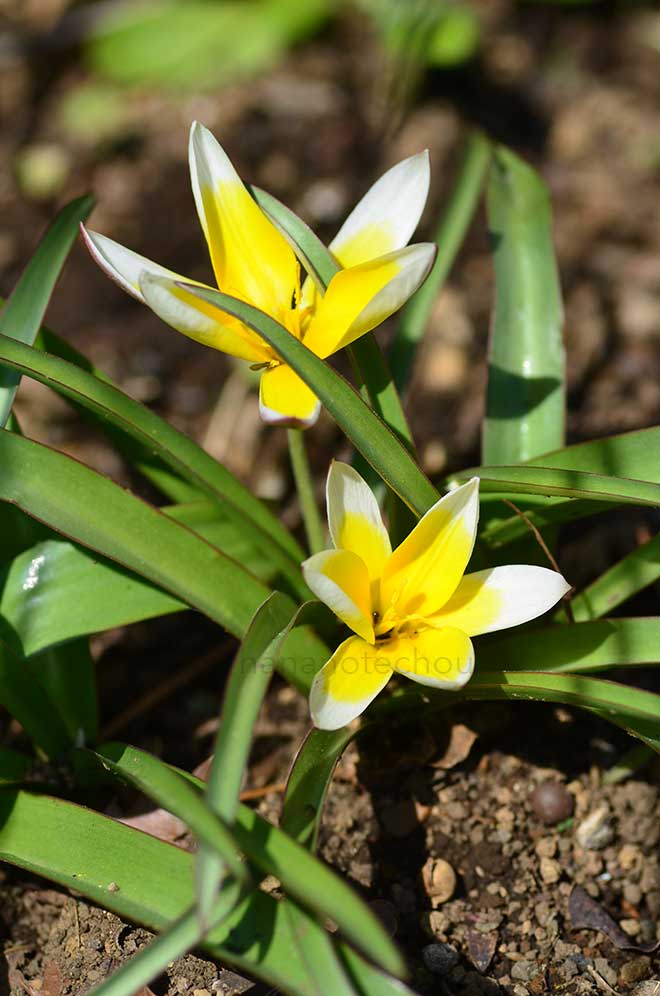 チューリップ ティティーズ スター｜花の手帖のチューリップ図鑑