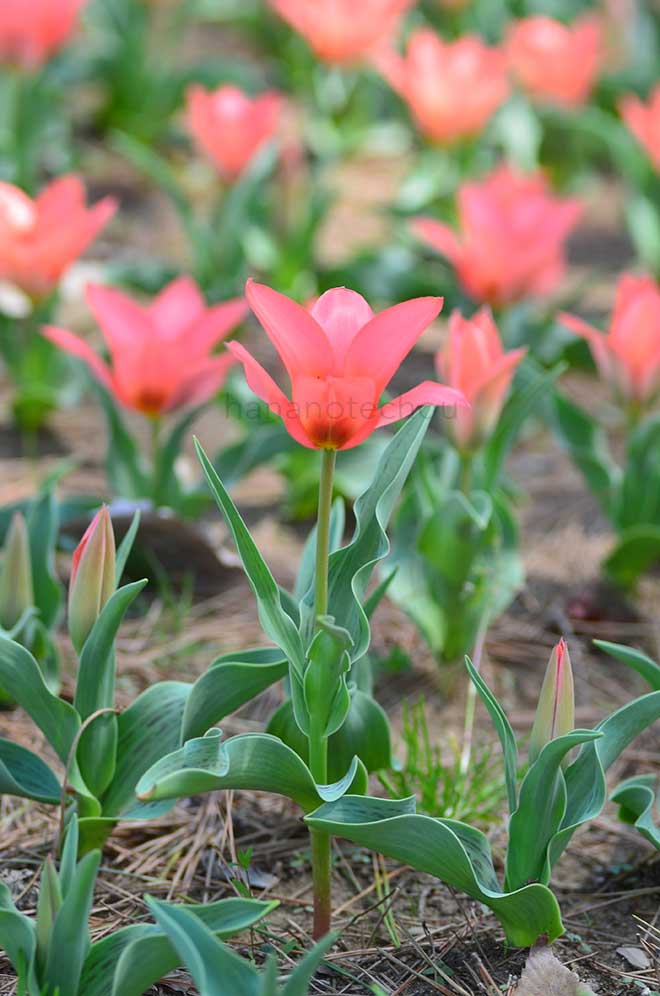 チューリップ トロント｜花の手帖のチューリップ図鑑