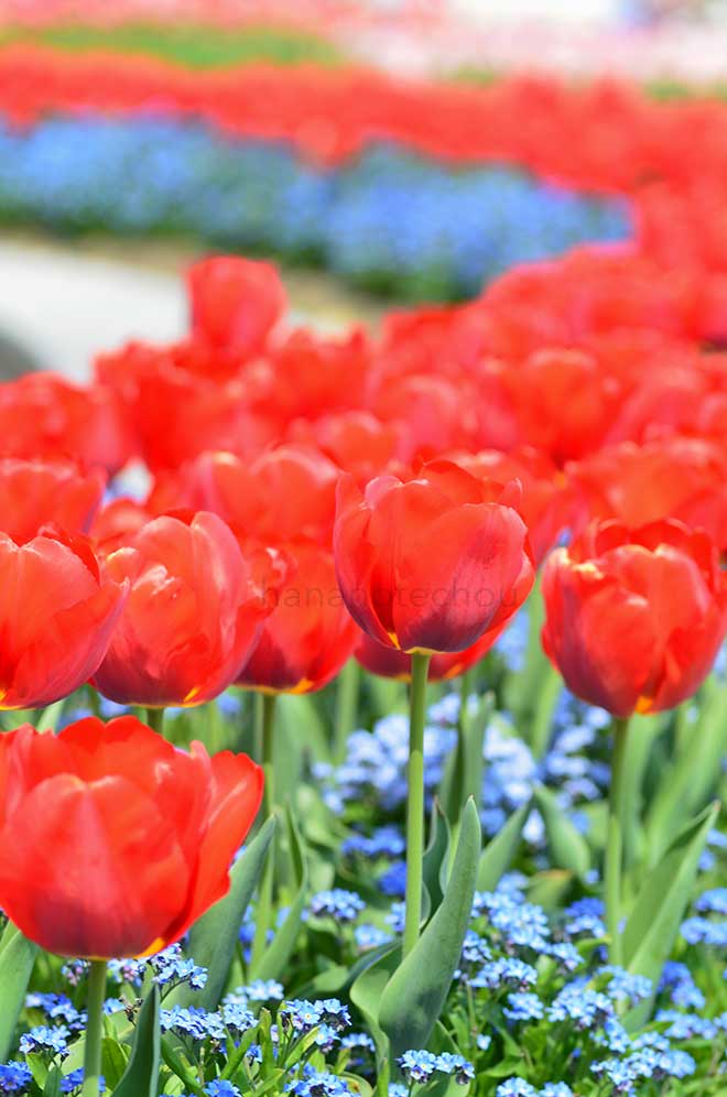 チューリップ とやまレッド｜花の手帖のチューリップ図鑑