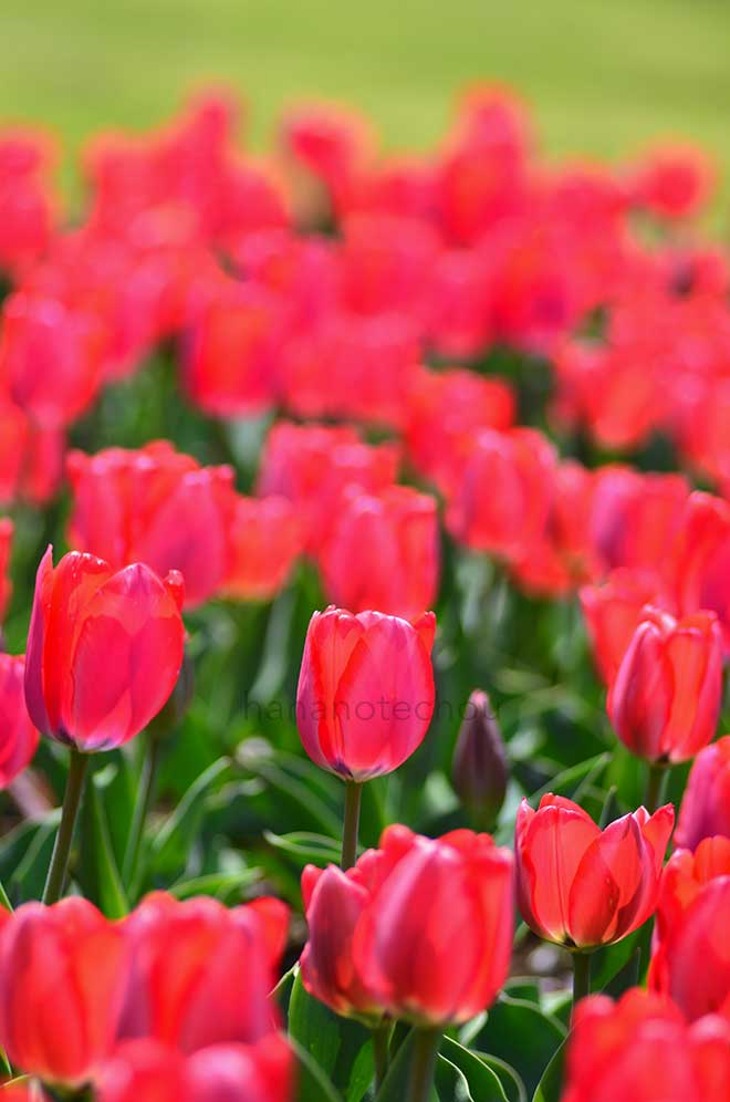 チューリップ トリック｜花の手帖のチューリップ図鑑