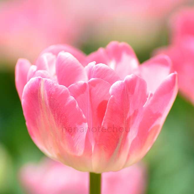 チューリップ アップスター｜花の手帖のチューリップ図鑑