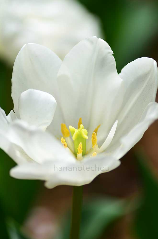 チューリップ アップ ホワイト｜花の手帖のチューリップ図鑑