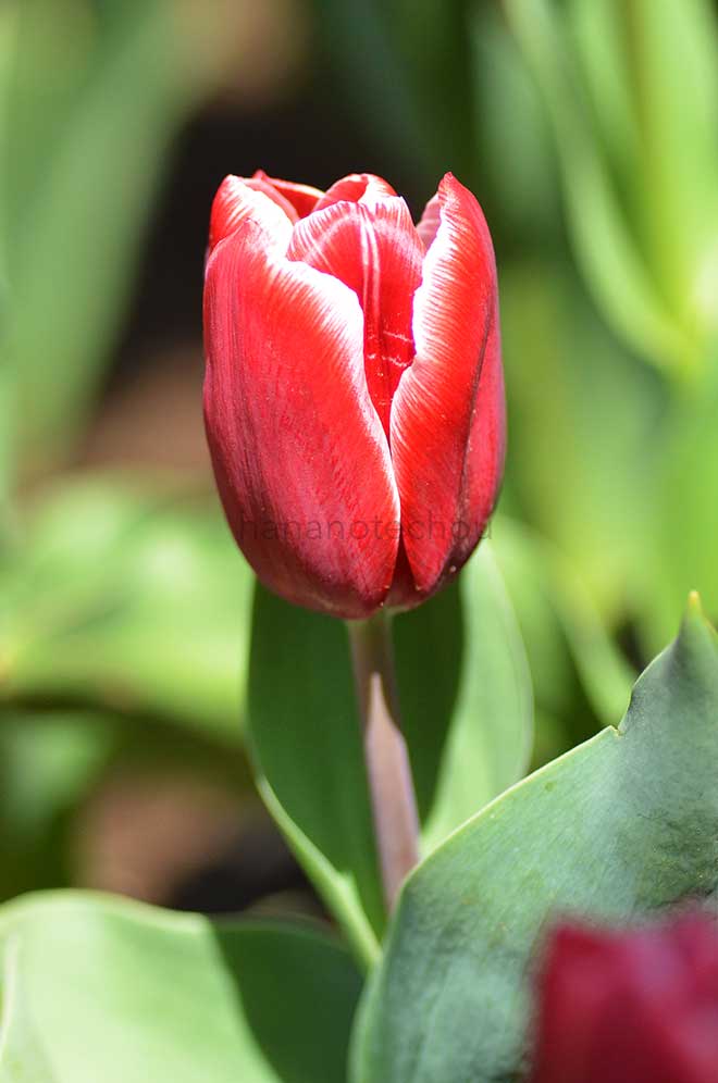 チューリップ バンパイヤ｜花の手帖のチューリップ図鑑