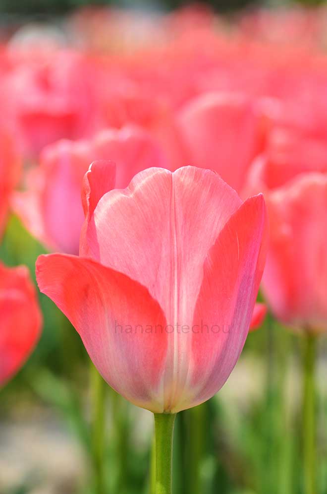 チューリップ ファンアイク｜花の手帖のチューリップ図鑑